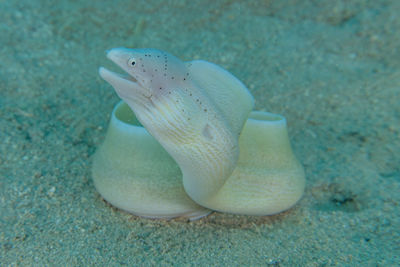 Close-up of fish in sea