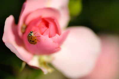 Close-up of ladybug on flower