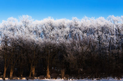 Trees on field during winter