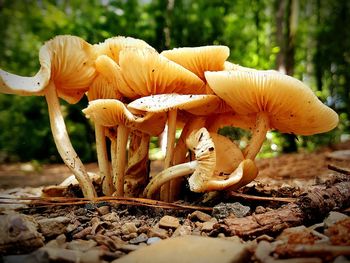 Close-up of mushroom growing in forest