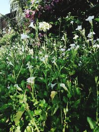 Flowers blooming outdoors