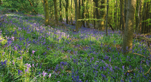 Purple flowers in forest