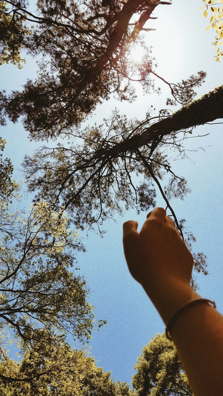 LOW ANGLE VIEW OF PERSON HAND AGAINST TREE