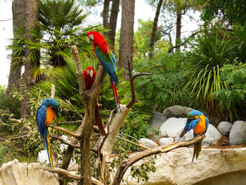 View of parrot perching on palm tree