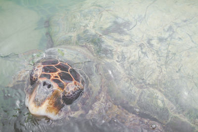 High angle view of turtle in sea