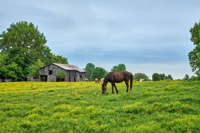 Horses grazing on fresh spring grass in a field.