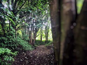 Trees in forest