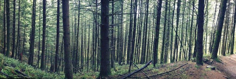 Pine trees in forest