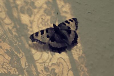 Close-up of butterfly