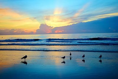 Birds flying over calm sea