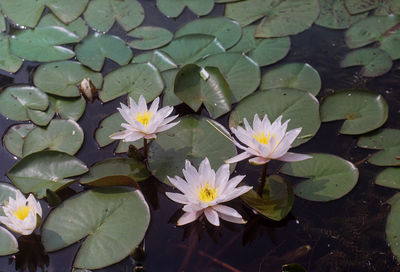 Close-up of lotus water lily in lake