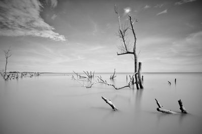 Bare tree by lake against sky