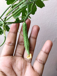 Close-up of hand holding leaves