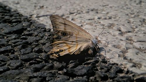 Close-up view of an animal