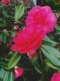 Close-up of pink flower blooming outdoors