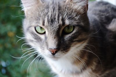 Close-up portrait of cat