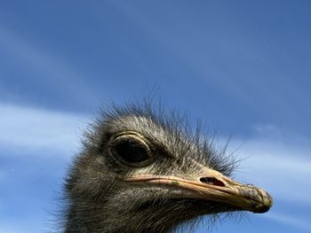 ostrich