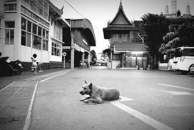 Cat on street against buildings in city