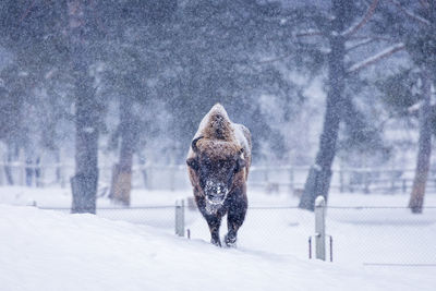 Rear view of an animal on snow covered land