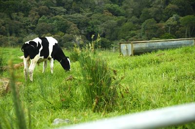 Cows on grassy field