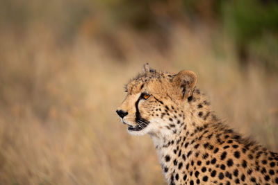 Close-up of a cat looking away