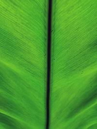 Full frame shot of leaf