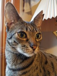 Close-up portrait of cat