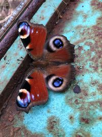 Close-up of butterfly