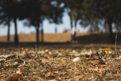 Close-up of dried leaves on field