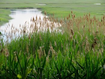 Plants growing on field by lake