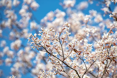 Low angle view of cherry blossoms against blue sky