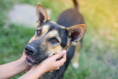 Close-up of a hand holding dog