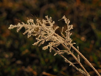 Close-up of frozen plant