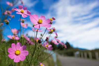 Close-up of pink flowers