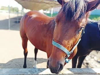 Close-up of horse in ranch