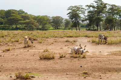 View of sheep in forest