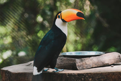 Close-up of bird perching on wood