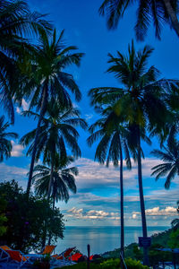 Palm trees by swimming pool against sky