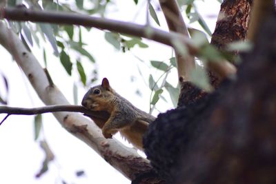 Low angle view of squirrel sitting on branch