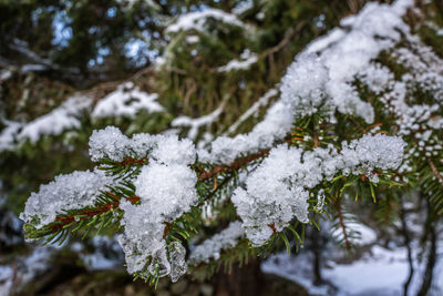 Close-up of snow covered tree