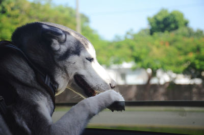 Close-up of dog looking away