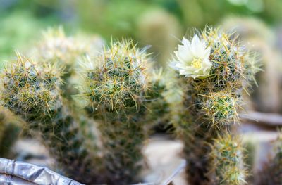 Close-up of cactus plant