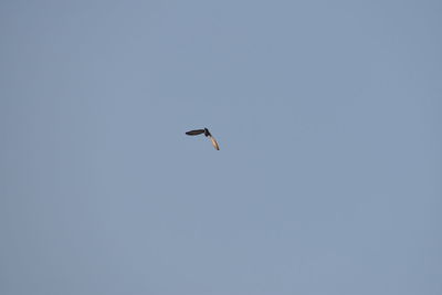 Low angle view of bird flying in sky