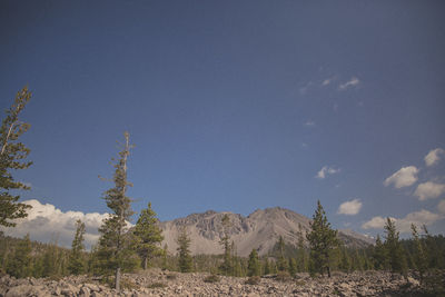 Trees on landscape against blue sky