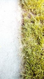 High angle view of cactus on field