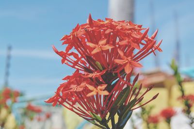 Close-up of red flowering plant