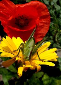 Close-up of insect on yellow flower