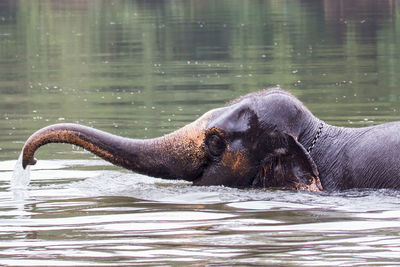 Elephant swimming in lake