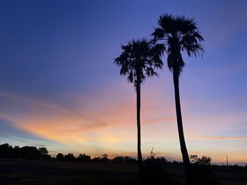 Palm trees on field against sky during sunset