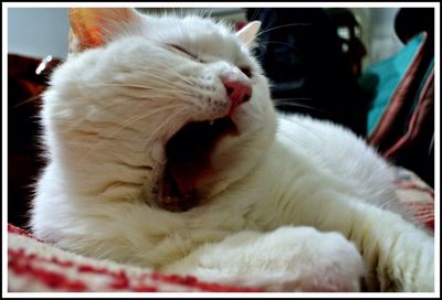 Close-up of white cat